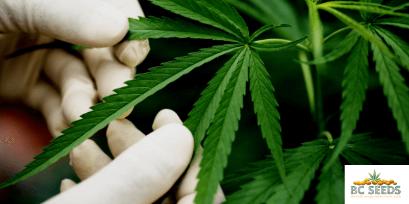How To Grow Cannabis Discreetly?