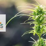 How To Take Care Of Marijuana Plant