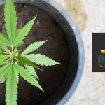 Trimming Cannabis Plant What Should You Know