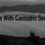 Problems With Cannabis Seed Banks