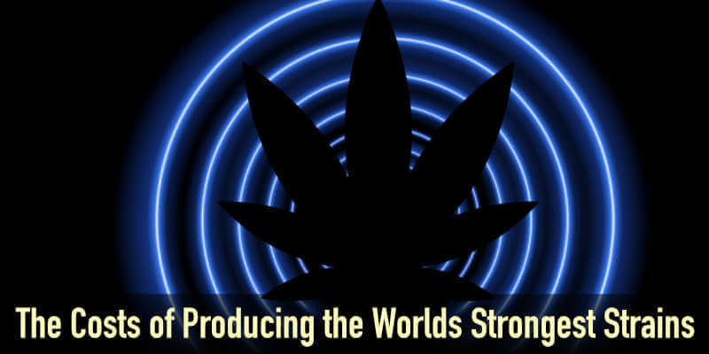 The Costs of Producing the Worlds Strongest Strains