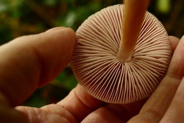 Technique of cloning mushroom