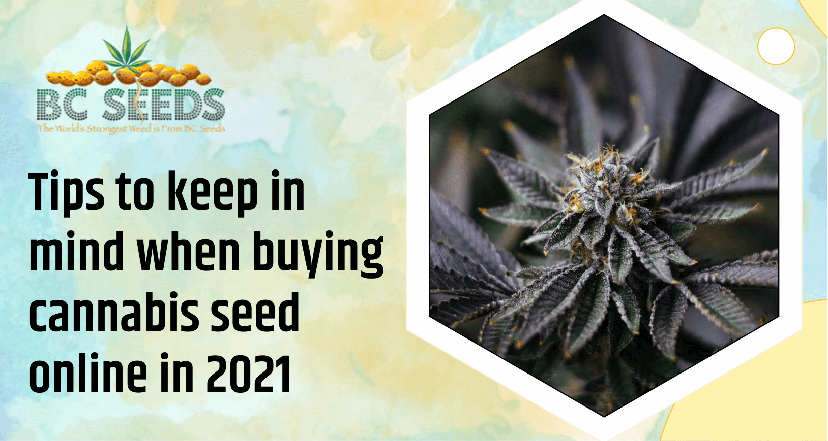 Tips for Buying Cannabis Seed Online in 2021
