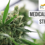 Medicinal Cannabis and Which Are Medicinal Cannabis Strains