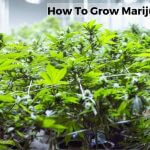 Grow Marijuana Plant