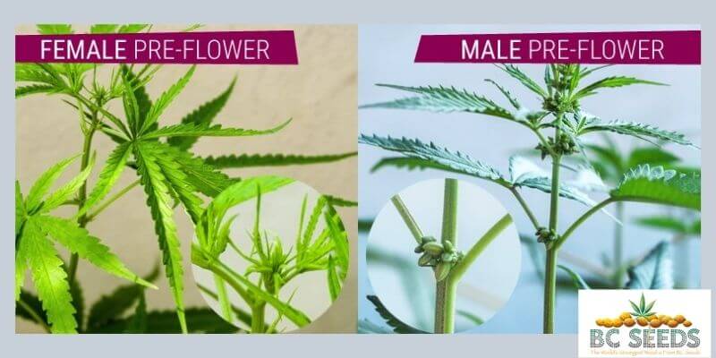 Gender Of The Marijuana Plant