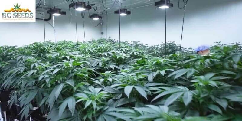 grow marijuana