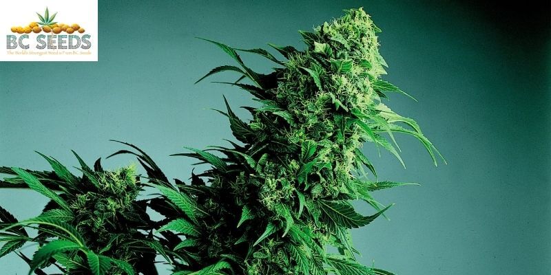 What Is Cannabis Indica