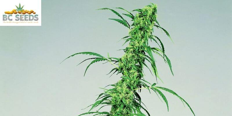What Is Cannabis Sativa