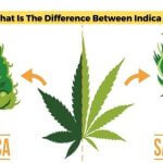 The Difference Between Indica And Sativa