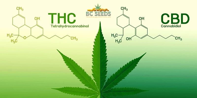 chemical structure of CBD and THC