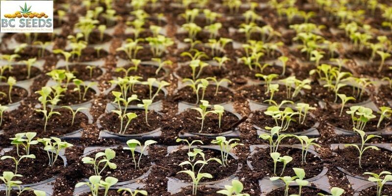 How to Grow Feminized Seeds