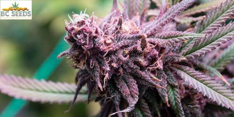 How to Grow Purple Cannabis Buds