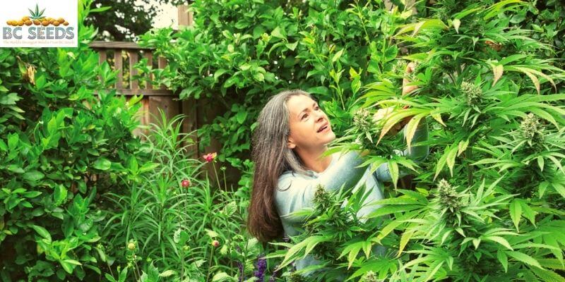 grow cannabis outdoor