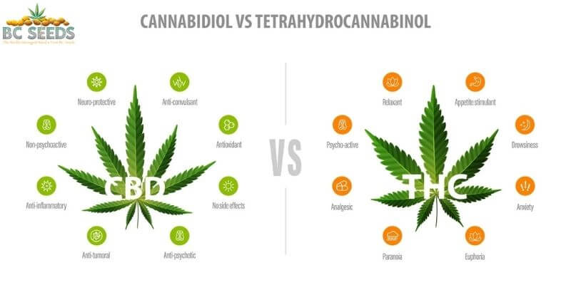 What Is The Difference Between CBD And THC
