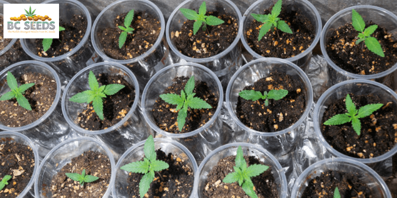 indoors  seedlings to your greenhouse