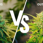 Growing Marijuana: Indoors VS Outdoors