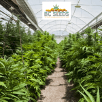 Grow Cannabis In A Greenhouse