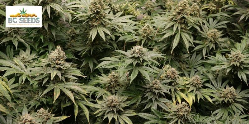  flowering of Cannabis .