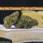 Traits of Cheese Strains