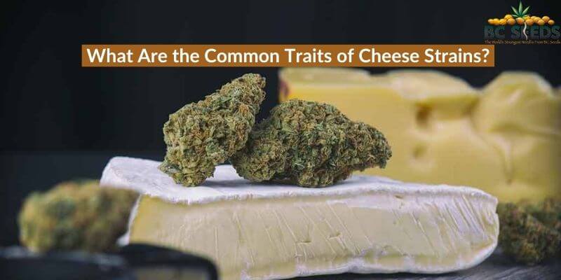 Traits of Cheese Strains