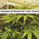 Stress causes the cannabis plant