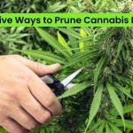 Ways to Pruning cannabis plants