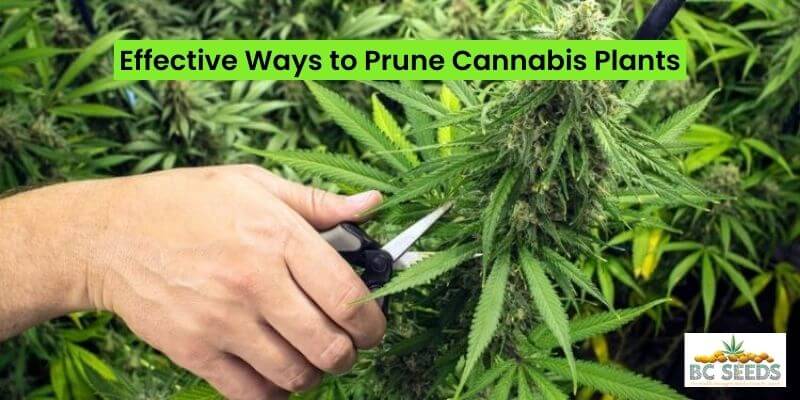 Ways to Pruning cannabis plants