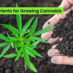 nutrients for growing cannabis