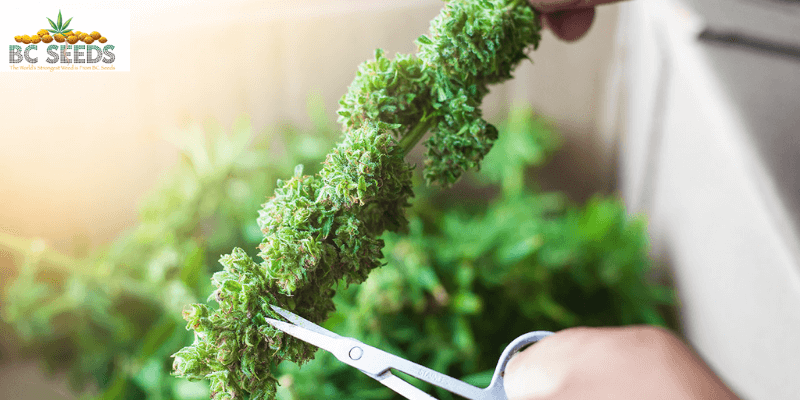 Harvesting-your-cannabis-plant