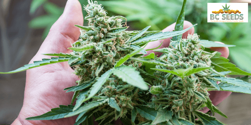 Plant-a-big-harvest-cannabis-strain.