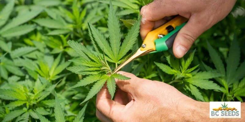 tips for Pruning cannabis 