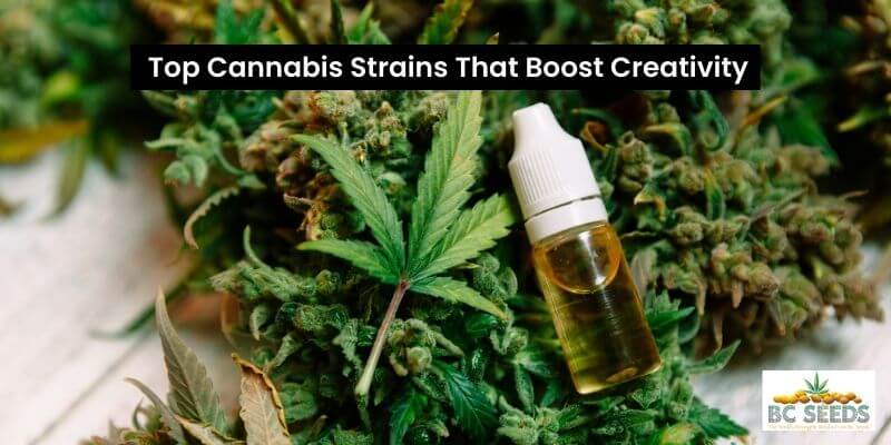 best cannabis strains
