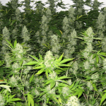 Ways-to-Increase-Indoor-Cannabis-Grow-Yields