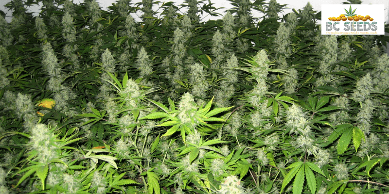 Ways-to-Increase-Indoor-Cannabis-Grow-Yields