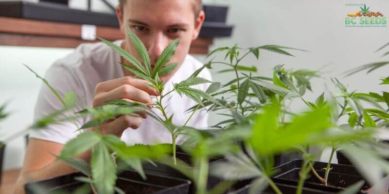 Tips For Growing Marijuana Seeds At Home