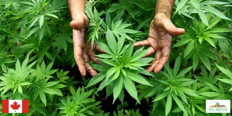 Canada Legalizes Cannabis