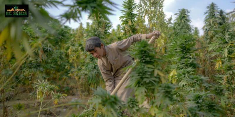 Cannabis is grown in Afghanistan