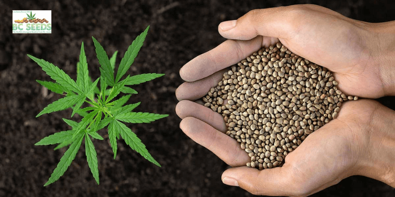 what is the best cannabis strain to grow