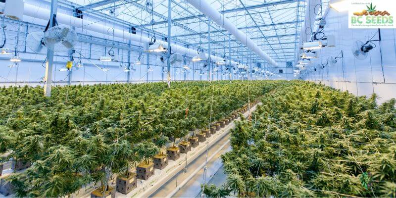 grow marijuana in the right climate