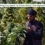 Afghani Strain Information