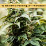 Benefit Of Consuming AK-47 Cannabis Seed
