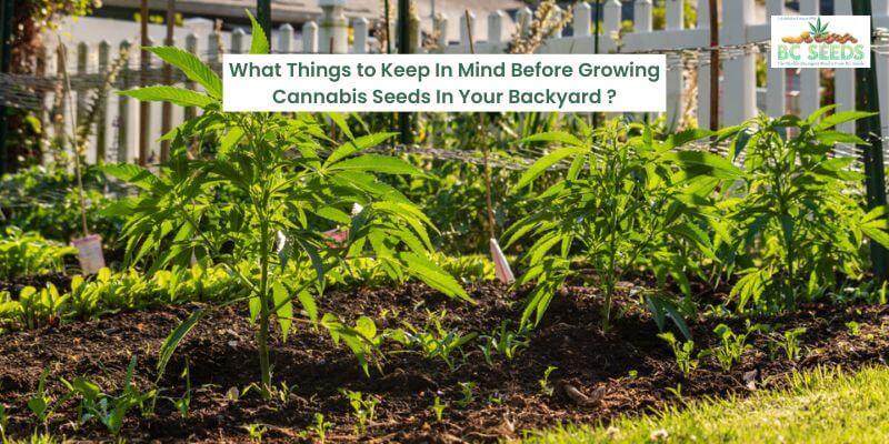Growing Cannabis seeds backyard