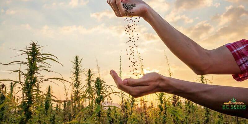 marijuana seeds for you