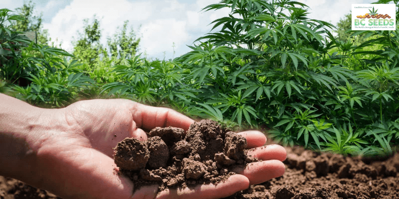 Good soil For Growing Cannabias