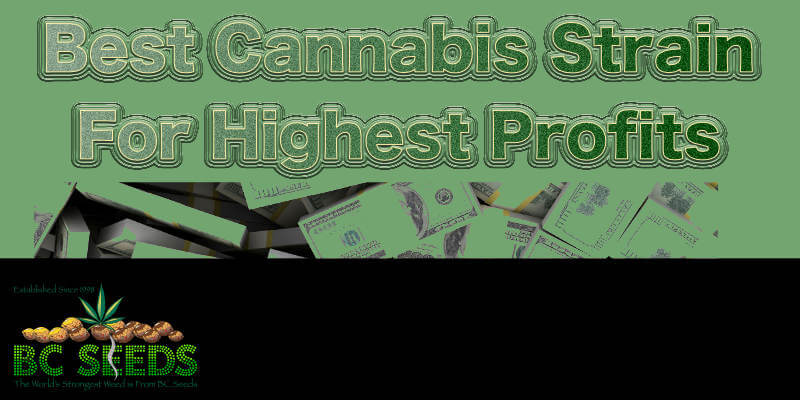 Best Cannabis Strain For Highest Profits