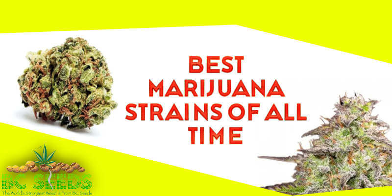 Best Marijuana Strains of All Time