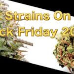 Best Strains On Sale Black Friday 2022