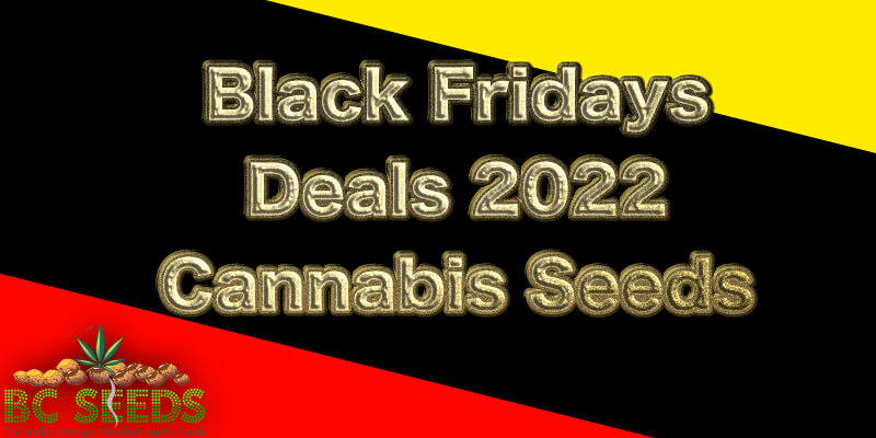 Black Fridays Deals 2022 Cannabis Seeds