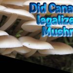 Did Canada just legalize Magic Mushrooms